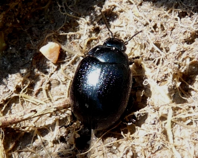 Chrysomelidae tutto nero:  Chrysolina haemoptera